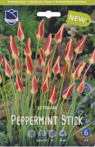 Тюльпан clusiana "Peppermint Stick" (1х15шт)  купить