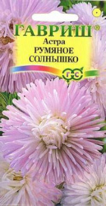 Астра Румяное солнышко  купить