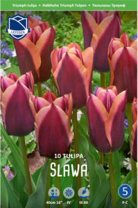 Тюльпан Слава /10шт купить