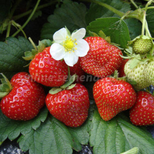 Земляника Эверест ремонтантный купить