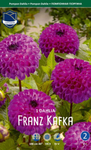 Георгина гигантская Franz Kafka /1шт  купить