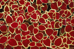 Колеус Блюма Визард Скарлет (красный с желтыми краями) 1шт К409/54 купить