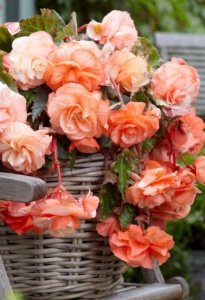 Бегония XXL Splendide Apricot/3шт купить