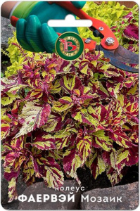 Колеус Фаервэй Мозаик супер-компактный купить