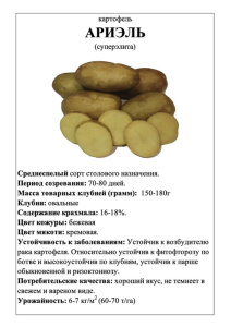 Картофель Ариэль А5 фото  купить