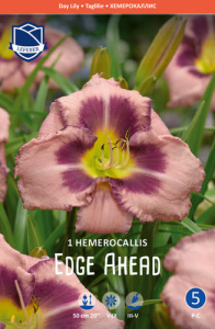 Лилейник Edge Ahead /1шт купить