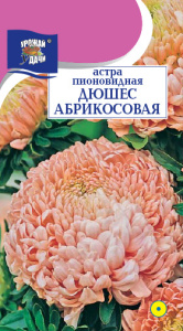 Астра Дюшес абрикосовая пионовидная купить