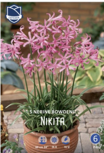 Нерине bowdenii Nikita /5шт купить