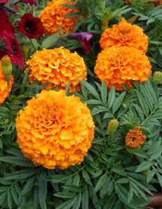 Тагетес прямостоячий Тайшан Оранж (оранжевый) 1шт Т286/35 купить