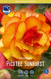 Бегония XXL Picotee Sunburst /3шт купить