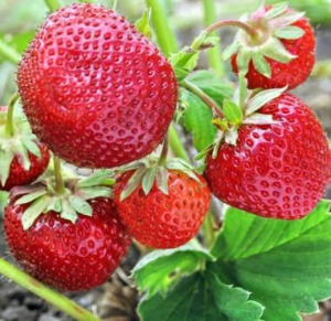 Земляника Зенга Гигана (среднеран, крупная) купить