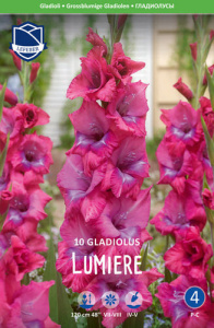 Гладиолус XXL Lumiere 14/16 /10шт купить