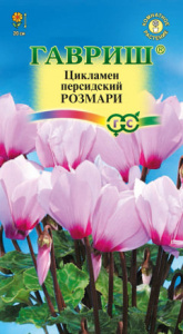 Цикламен персидский Розмари  купить