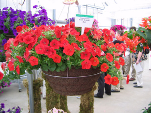 Петуния ампельная E3 Изи Вейв Ред (красная) 1шт П253/24 купить