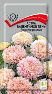 Астра Валентинов день Лососево-розовая купить