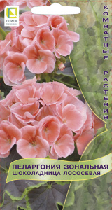 Пеларгония зональная Шоколадница Лососевая  купить