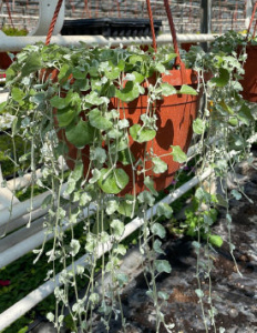 Дихондра d25 кашпо пластиковое 1шт КП0141 купить