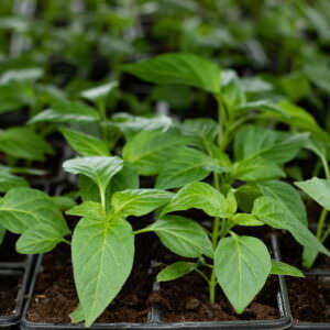 Перец  Богатырь рассада 1 шт/30 купить