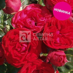 Роза Фобос купить