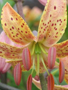 Лилия Пеппард Голд мартагон /1шт купить