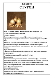 Лук Стурон фото А5 купить