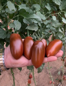 Томат Мар Саба F1  купить