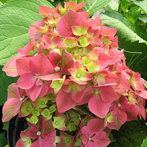 Гортензия Лихтфайр крупнолистовая ЦК купить