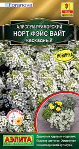 Алиссум Норт фэйс вайт каскадный купить