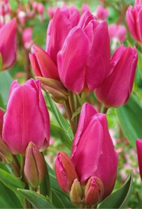 Тюльпан Хэппи Фемили /10шт купить