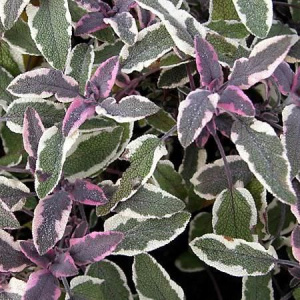 Сальвия (Шалфей) лекарственный Триколор 1шт об113/1 купить