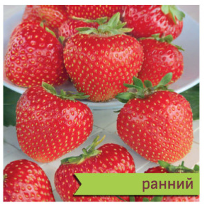 Земляника Кристин ранняя купить