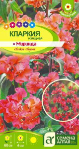 Кларкия Миринда изящная  купить
