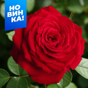 Роза Ноэми де Ротшильд купить