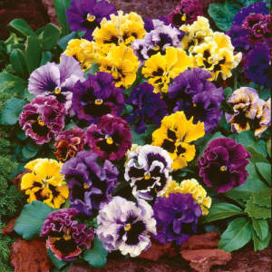 Виола Виттрока махровая Фриззл Сиззл Микс,смесь 1шт В275/40 купить