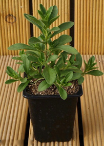 Калибрахоа 1шт гш073/24 купить