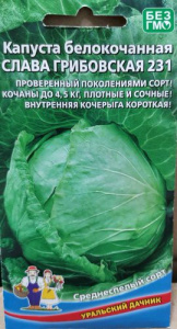 Капуста Слава Грибовская  купить
