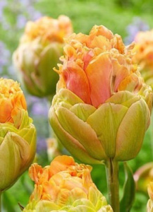 Тюльпан пионовидный "Le Lavandou" (1х5шт) купить