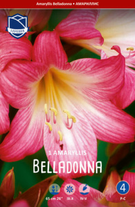Амариллис belladonna /1шт купить