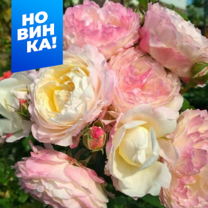 Роза Андре Брише купить