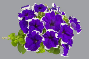 Петуния крупноцв. компактная Лимбо GP Блю Пикоти (бургунди с каймой) 1шт П401/54 купить