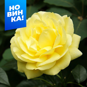 Роза Эмиль Нольде купить