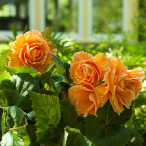 Бегония клубневая Амери Пикоти Лейс Априкот (оранжевая с каймой) 1шт Б340/15 купить