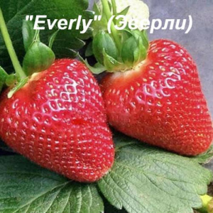 Земляника Эверли купить