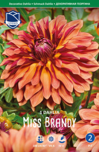 Георгина декоративная Miss Brandy /1шт купить