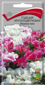 Годеция крупноцветковая Медовая луна купить