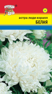 Астра Леди Коралл белая  купить