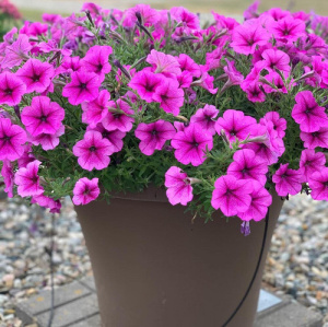 Петуния ампельная Изи Вейв Роуз Фьюжн (розовая с прожилками) П263 /24шт купить