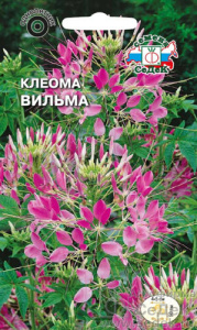 Клеома Вильма  купить
