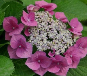 Гортензия Теллер  Пинк крупнолистовая ЦК купить