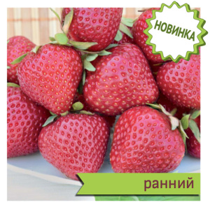 Земляника Дэли купить